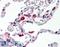 Cathepsin S antibody, LS-B2550, Lifespan Biosciences, Immunohistochemistry paraffin image 