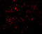 Gamma-PAK antibody, 3887, ProSci, Immunofluorescence image 
