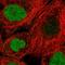 Geminin DNA Replication Inhibitor antibody, HPA049977, Atlas Antibodies, Immunofluorescence image 
