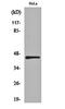 Interferon Regulatory Factor 3 antibody, orb161491, Biorbyt, Western Blot image 