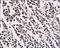 Annexin A2 antibody, 250471, Abbiotec, Immunohistochemistry paraffin image 