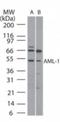 Runt-related transcription factor 1 antibody, NB100-2044, Novus Biologicals, Western Blot image 