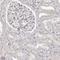 S100 Calcium Binding Protein A14 antibody, HPA027613, Atlas Antibodies, Immunohistochemistry frozen image 