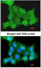 Zinc finger protein ZPR1 antibody, NBP1-32965, Novus Biologicals, Immunofluorescence image 