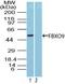 F-Box Protein 9 antibody, PA5-23474, Invitrogen Antibodies, Western Blot image 
