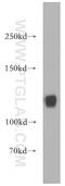 Microtubule Associated Monooxygenase, Calponin And LIM Domain Containing 1 antibody, 14818-1-AP, Proteintech Group, Western Blot image 
