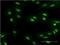 Methyl-CpG Binding Domain Protein 5 antibody, H00055777-M01, Novus Biologicals, Immunocytochemistry image 