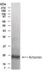 Artemin antibody, NBP2-23618, Novus Biologicals, Western Blot image 