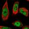 Periphilin 1 antibody, HPA038902, Atlas Antibodies, Immunofluorescence image 