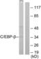 CCAAT Enhancer Binding Protein Beta antibody, LS-C117552, Lifespan Biosciences, Western Blot image 