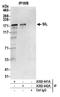 SCL-interrupting locus protein antibody, A302-441A, Bethyl Labs, Immunoprecipitation image 