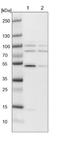 Tubulin Tyrosine Ligase Like 9 antibody, NBP1-92543, Novus Biologicals, Western Blot image 