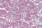 Retinol Binding Protein 1 antibody, MBS242417, MyBioSource, Immunohistochemistry paraffin image 