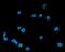 Golgin B1 antibody, A08226-1, Boster Biological Technology, Immunofluorescence image 