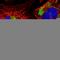 Glutaryl-CoA Dehydrogenase antibody, HPA043252, Atlas Antibodies, Immunocytochemistry image 