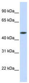 Glycosyltransferase 8 Domain Containing 1 antibody, TA336120, Origene, Western Blot image 