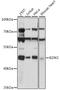 Basic Leucine Zipper And W2 Domains 2 antibody, A15823, ABclonal Technology, Western Blot image 