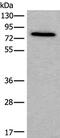 Zyxin antibody, PA5-67603, Invitrogen Antibodies, Western Blot image 