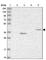 F-Box And Leucine Rich Repeat Protein 20 antibody, HPA044748, Atlas Antibodies, Western Blot image 