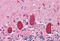 APC Regulator Of WNT Signaling Pathway 2 antibody, MBS247700, MyBioSource, Immunohistochemistry frozen image 