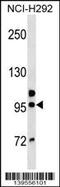 Golgin A6 Family Member B antibody, 60-272, ProSci, Western Blot image 