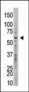 Ubiquitin Specific Peptidase 21 antibody, PA5-12024, Invitrogen Antibodies, Western Blot image 