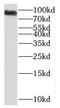 PAX3 And PAX7 Binding Protein 1 antibody, FNab01092, FineTest, Western Blot image 