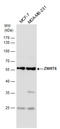 Zinc Finger HIT-Type Containing 6 antibody, GTX117090, GeneTex, Western Blot image 