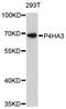 Prolyl 4-Hydroxylase Subunit Alpha 3 antibody, A13767, ABclonal Technology, Western Blot image 