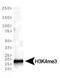 Histone Cluster 2 H3 Family Member D antibody, NB21-1023, Novus Biologicals, Western Blot image 