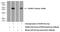 Dual Specificity Phosphatase 6 antibody, 10433-1-AP, Proteintech Group, Western Blot image 