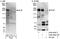 PHIP antibody, A302-055A, Bethyl Labs, Western Blot image 