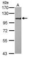 Short transient receptor potential channel 6 antibody, PA5-29848, Invitrogen Antibodies, Western Blot image 