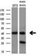 Branched Chain Amino Acid Transaminase 1 antibody, M05089, Boster Biological Technology, Western Blot image 