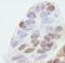 BAP antibody, IHC-00051, Bethyl Labs, Immunohistochemistry frozen image 