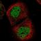 GDP-Mannose Pyrophosphorylase A antibody, NBP1-85904, Novus Biologicals, Immunofluorescence image 