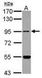 Methionyl-tRNA synthetase, mitochondrial antibody, GTX118031, GeneTex, Western Blot image 
