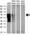 Premelanosome Protein antibody, M01262-1, Boster Biological Technology, Western Blot image 
