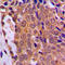 Forkhead Box O4 antibody, LS-C352514, Lifespan Biosciences, Immunohistochemistry frozen image 