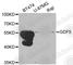 Growth Differentiation Factor 5 antibody, A1928, ABclonal Technology, Western Blot image 