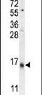 Lymphocyte Antigen 6 Family Member G6C antibody, PA5-24040, Invitrogen Antibodies, Western Blot image 