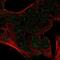 CEBPA antibody, NBP2-57544, Novus Biologicals, Immunocytochemistry image 