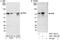 URI1 Prefoldin Like Chaperone antibody, A301-163A, Bethyl Labs, Immunoprecipitation image 