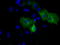 Proteasome 26S Subunit, ATPase 3 antibody, TA500930, Origene, Immunofluorescence image 