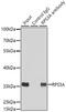 Ribosomal Protein S3A antibody, 19-919, ProSci, Immunoprecipitation image 