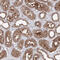 Histidyl-TRNA Synthetase antibody, HPA036539, Atlas Antibodies, Immunohistochemistry frozen image 