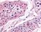PTGES antibody, MBS395679, MyBioSource, Immunohistochemistry frozen image 