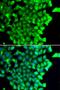 TP53 Regulated Inhibitor Of Apoptosis 1 antibody, orb373610, Biorbyt, Immunofluorescence image 
