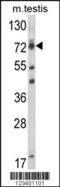 RNA polymerase II elongation factor ELL antibody, 63-968, ProSci, Western Blot image 