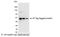 E-Tag Epitope Tag antibody, NB600-527, Novus Biologicals, Western Blot image 